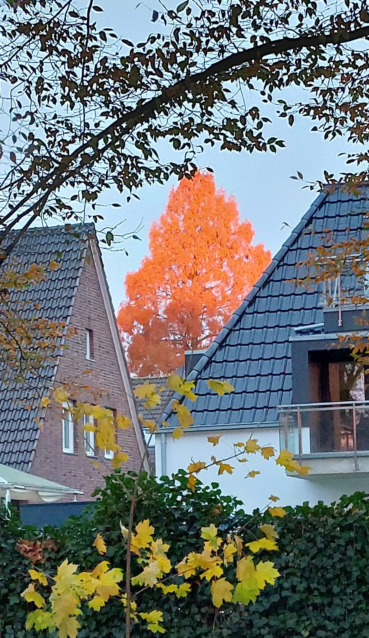 Afantasie